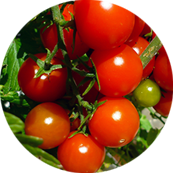 Lycopene