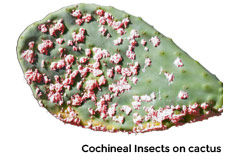 chocineal-insects