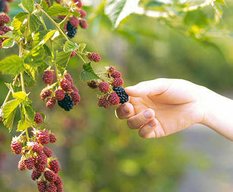 fresh berries on a bush