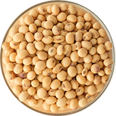 soybean