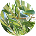 10-olive_leaf